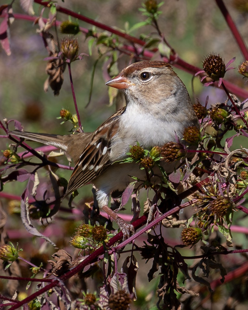 White-crowned Sparrow - ML642780478