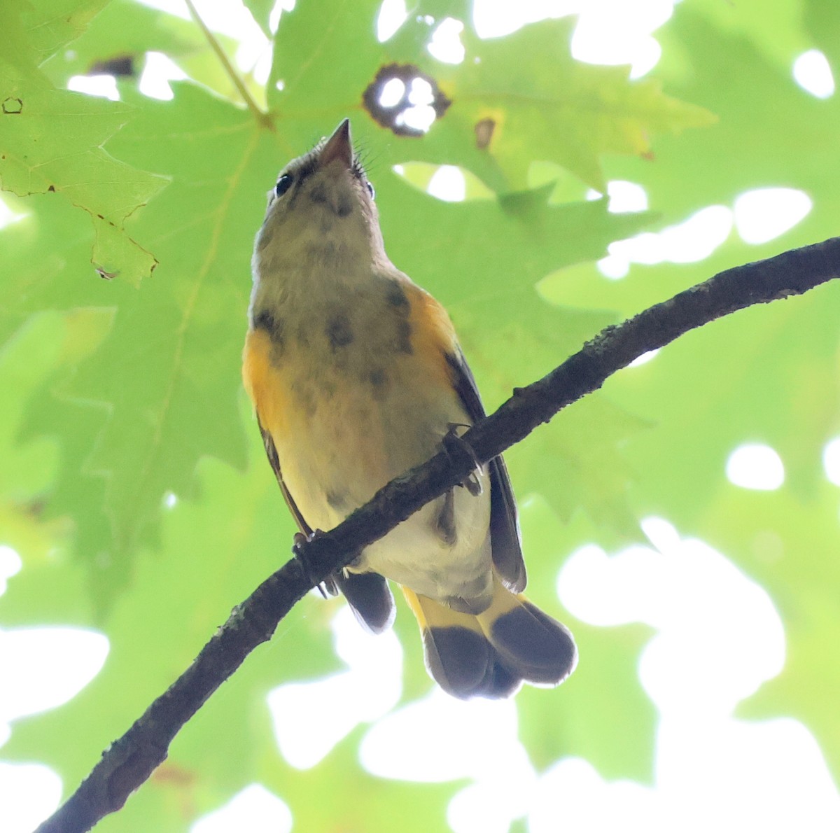 American Redstart - ML642780526