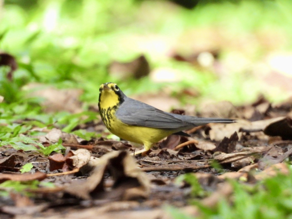 Canada Warbler - ML642780537