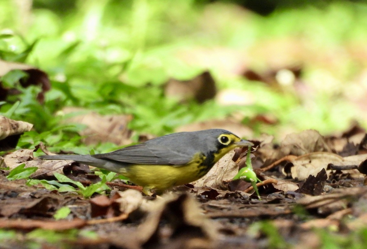 Canada Warbler - ML642780538