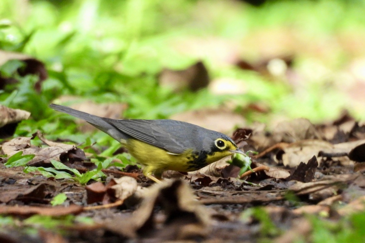 Canada Warbler - ML642780539