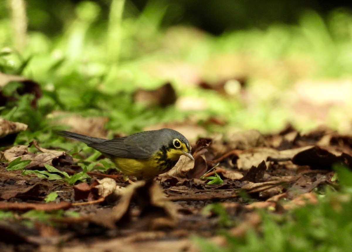 Canada Warbler - ML642780540