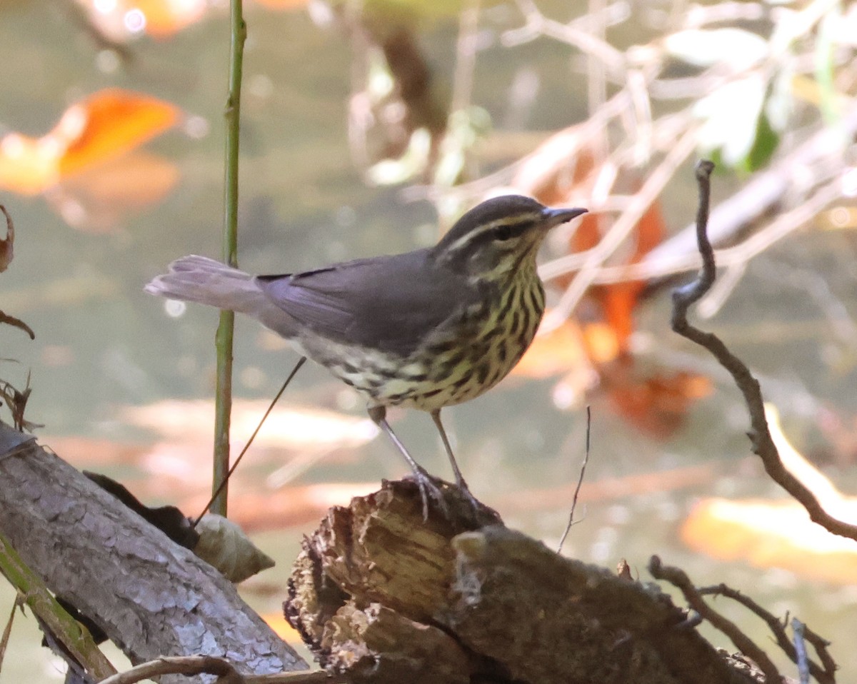 Northern Waterthrush - ML642780545