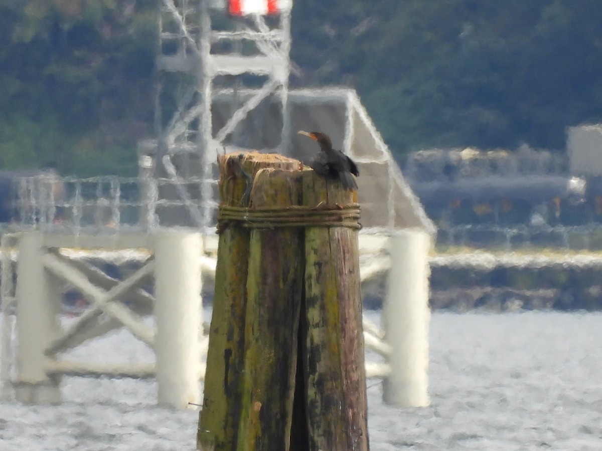 Double-crested Cormorant - ML642780552