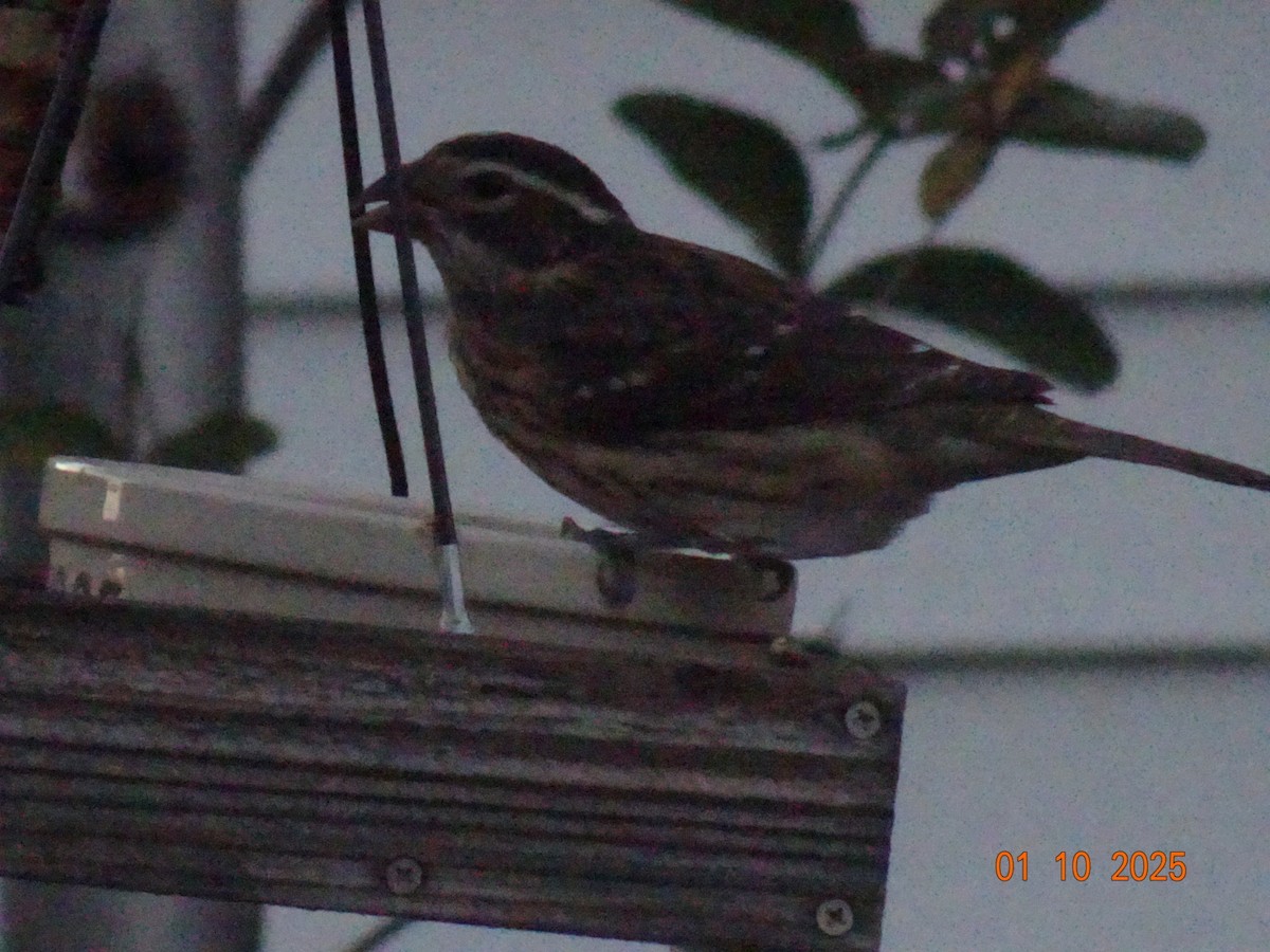 dlaskovec růžovoprsý - ML642780575