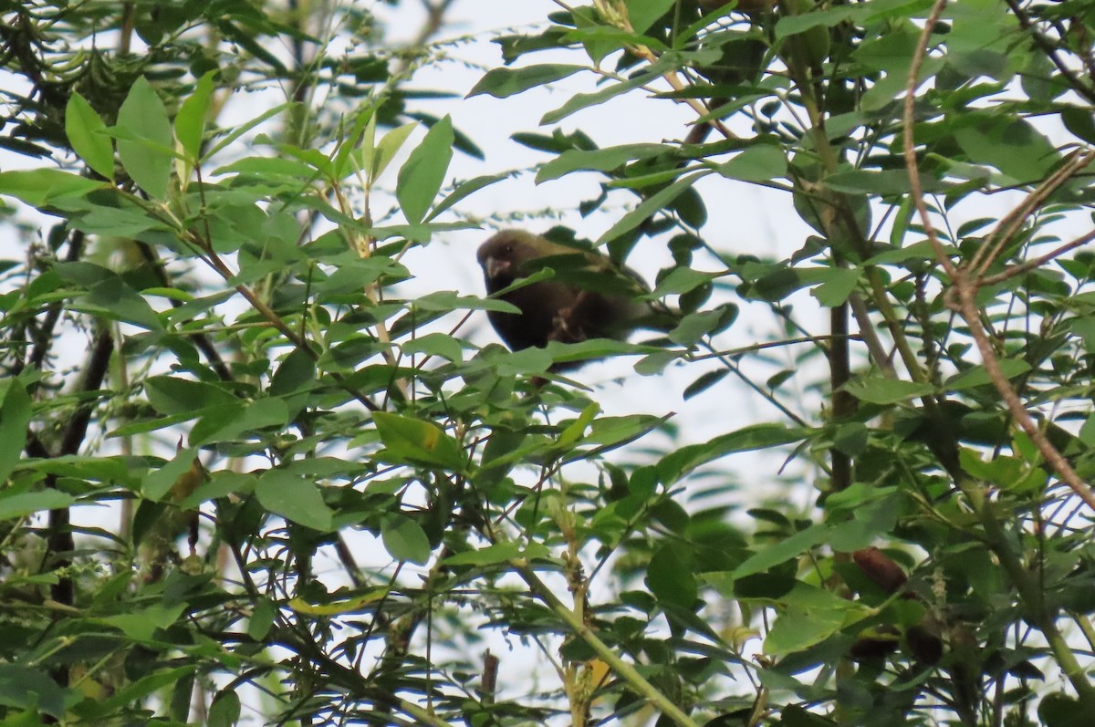 Black-faced Grassquit - ML642780577