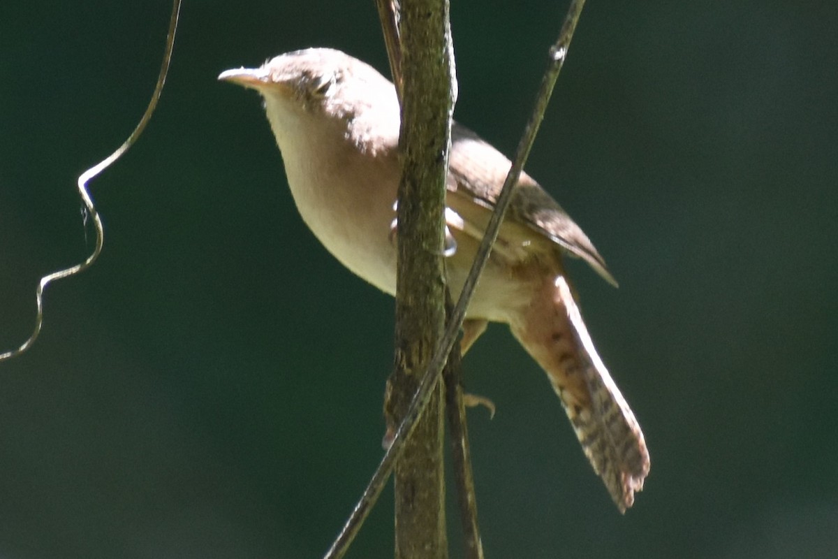 Troglodyte austral - ML642780592