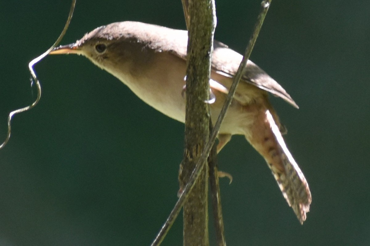 Troglodyte austral - ML642780593