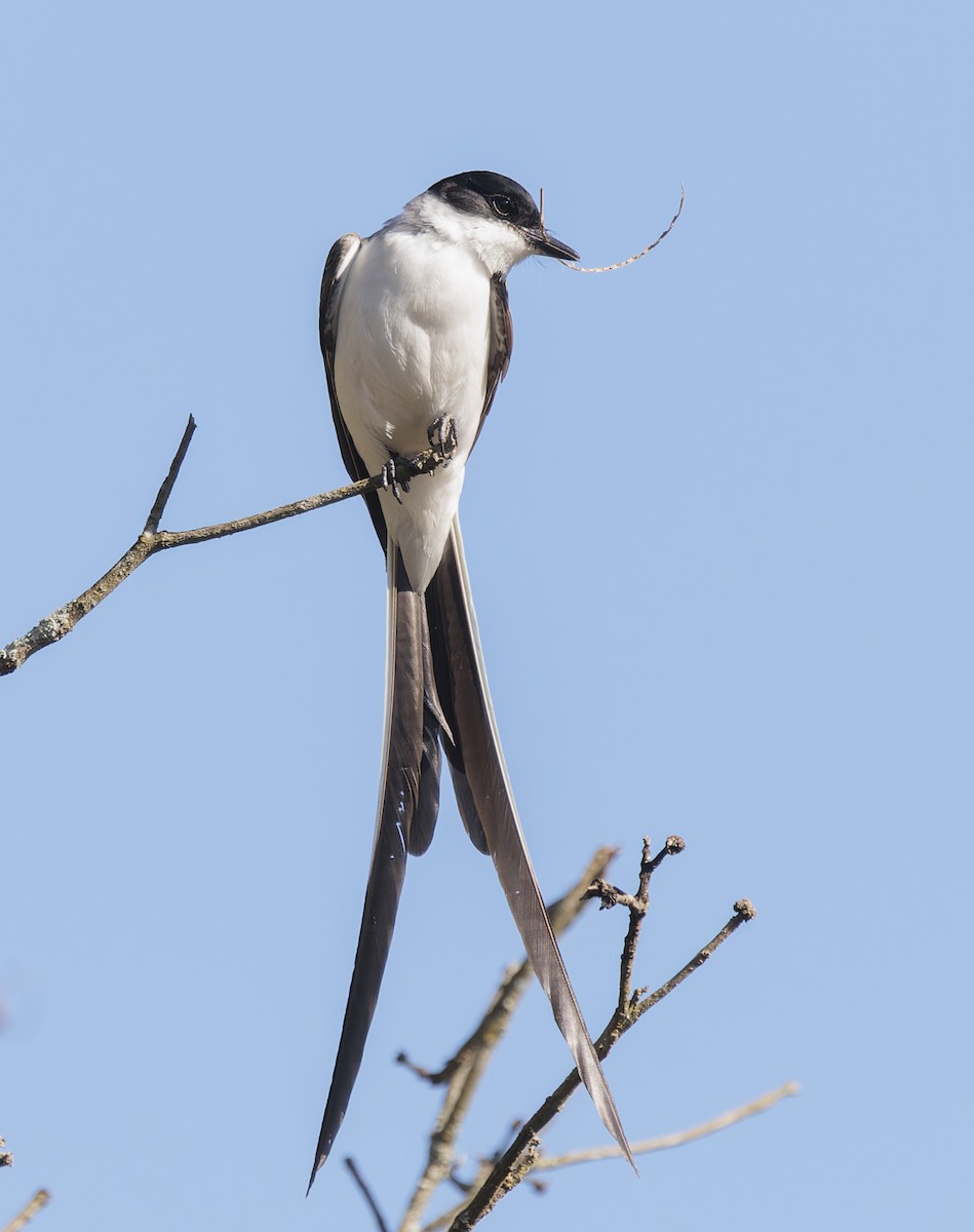 Gabelschwanz-Königstyrann - ML642780606