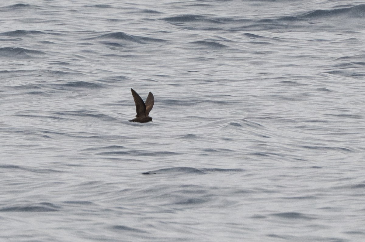Least Storm-Petrel - ML642780618