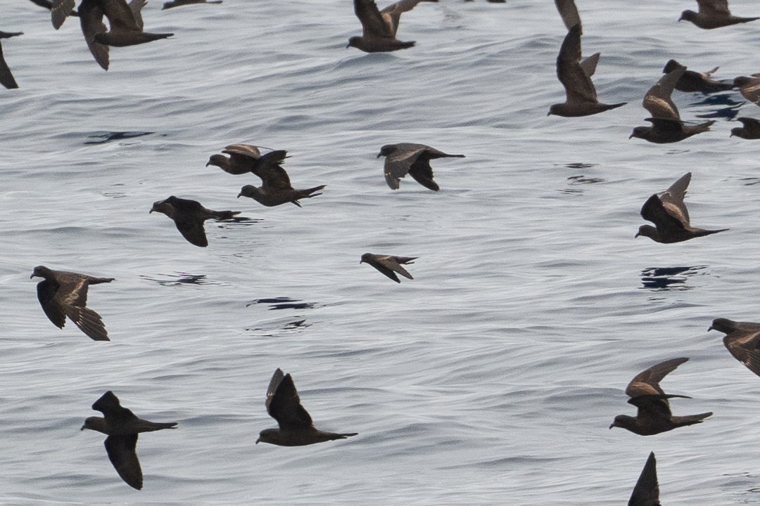 Least Storm-Petrel - ML642780630