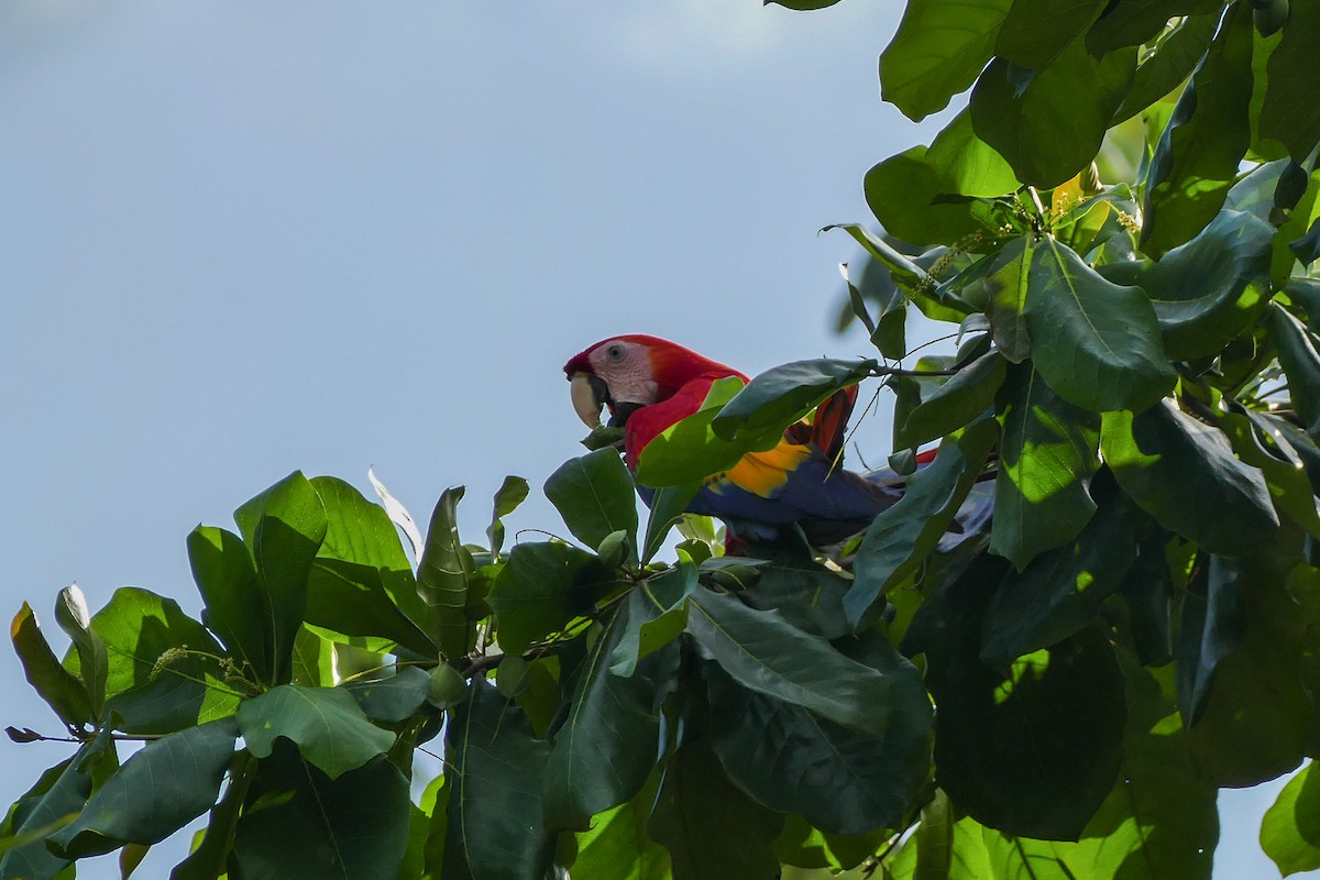 Scarlet Macaw - ML642780668