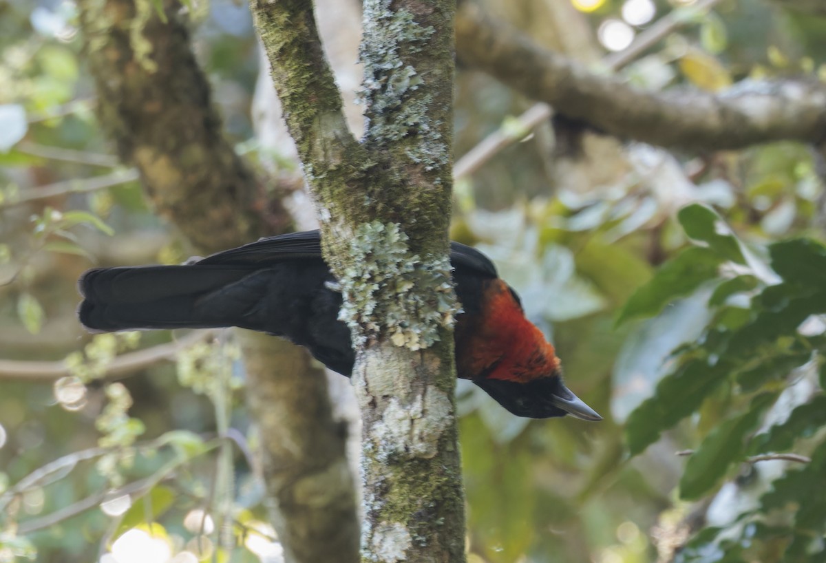 Red-ruffed Fruitcrow - ML642780673