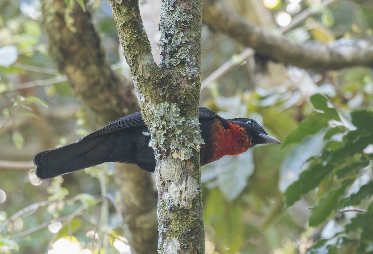 Red-ruffed Fruitcrow - ML642780674