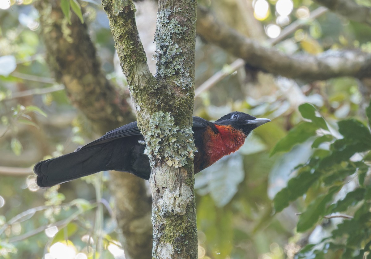 Red-ruffed Fruitcrow - ML642780675