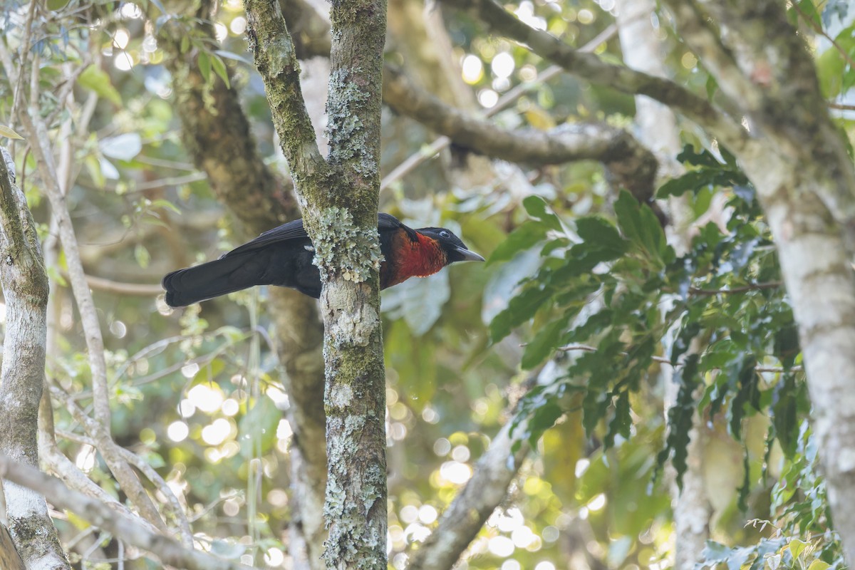 Red-ruffed Fruitcrow - ML642780676