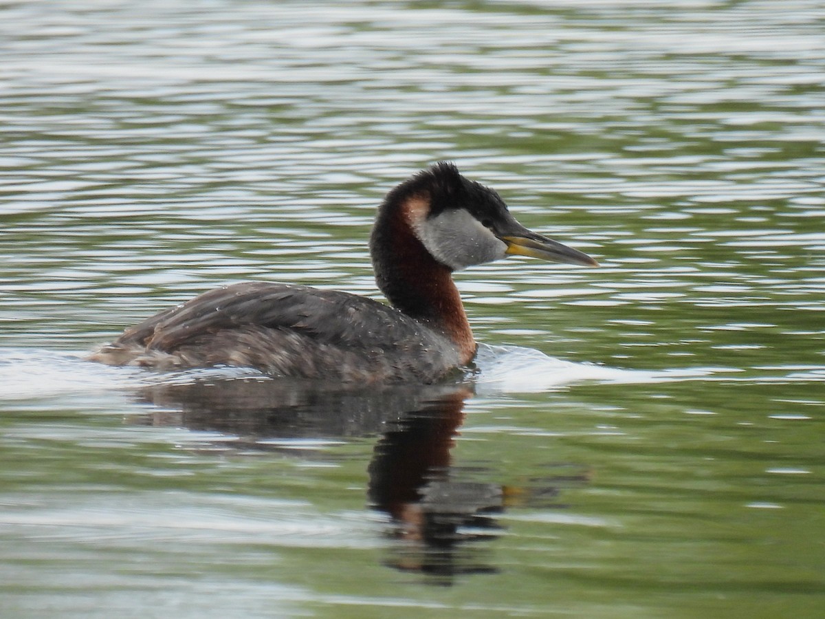 Red-necked Grebe - ML642780680
