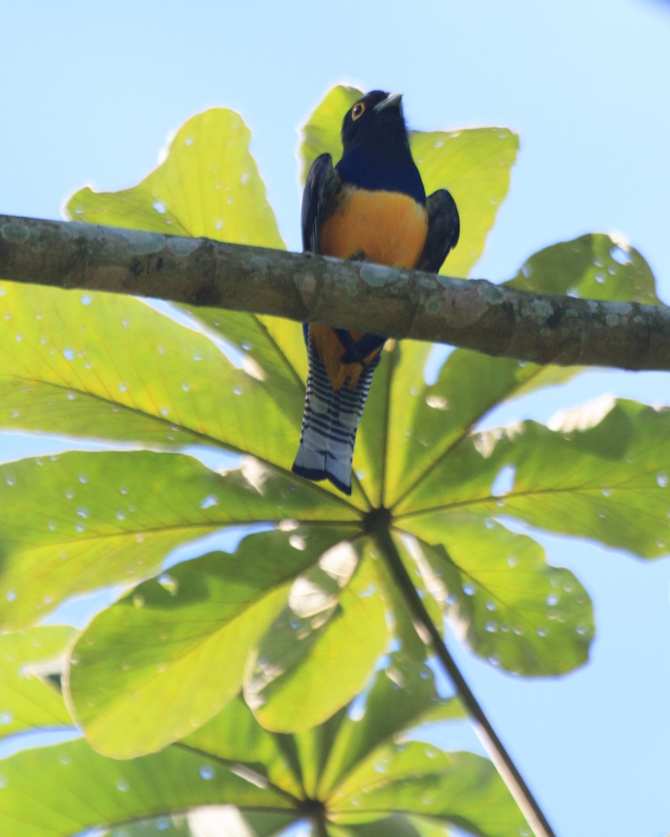 Gartered Trogon - ML642780687