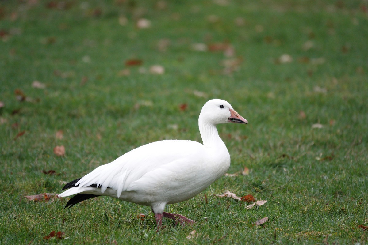 Snow Goose - ML642780706
