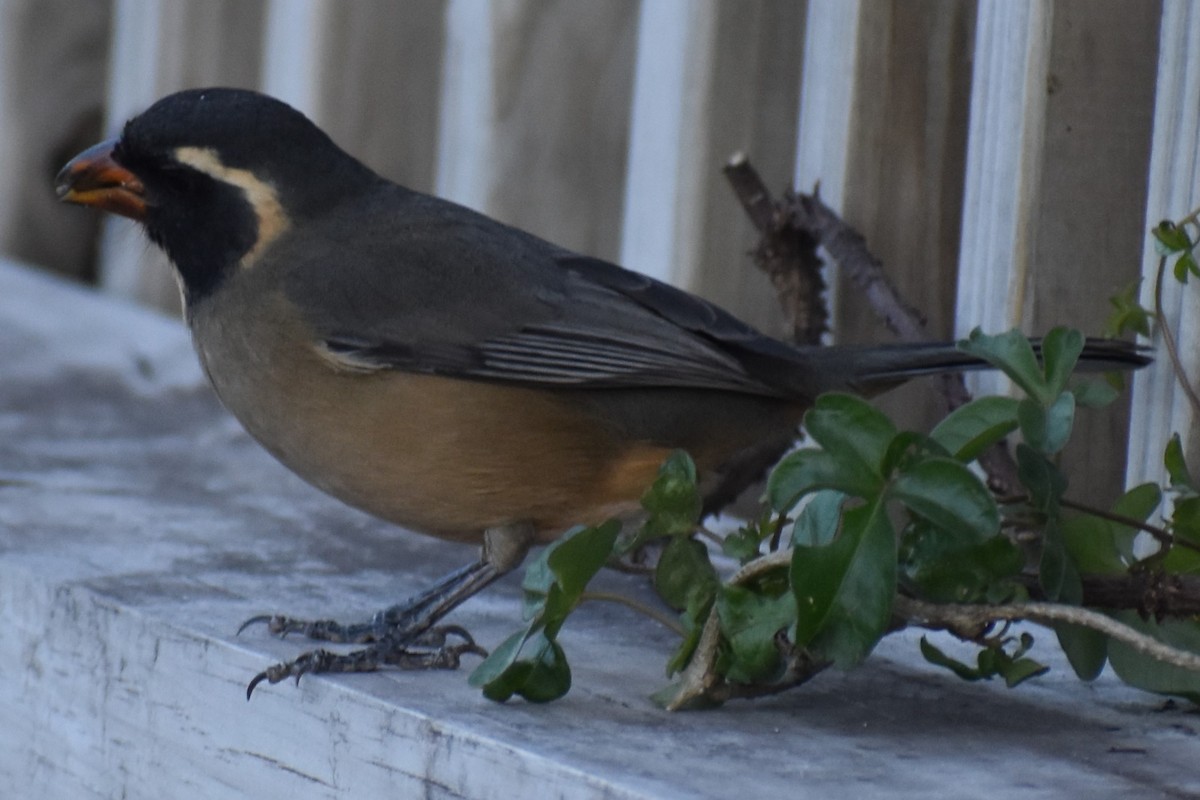 Saltator à bec orange - ML642780707