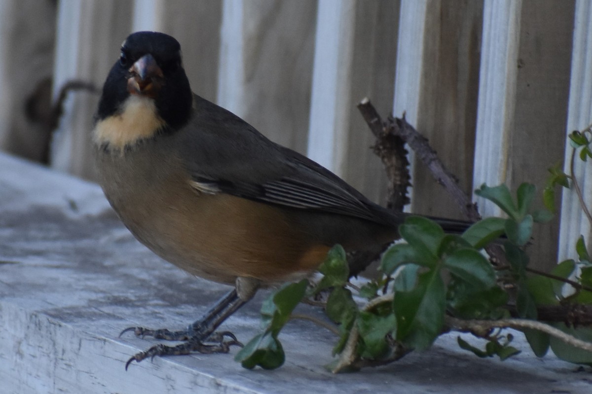 Saltator à bec orange - ML642780708