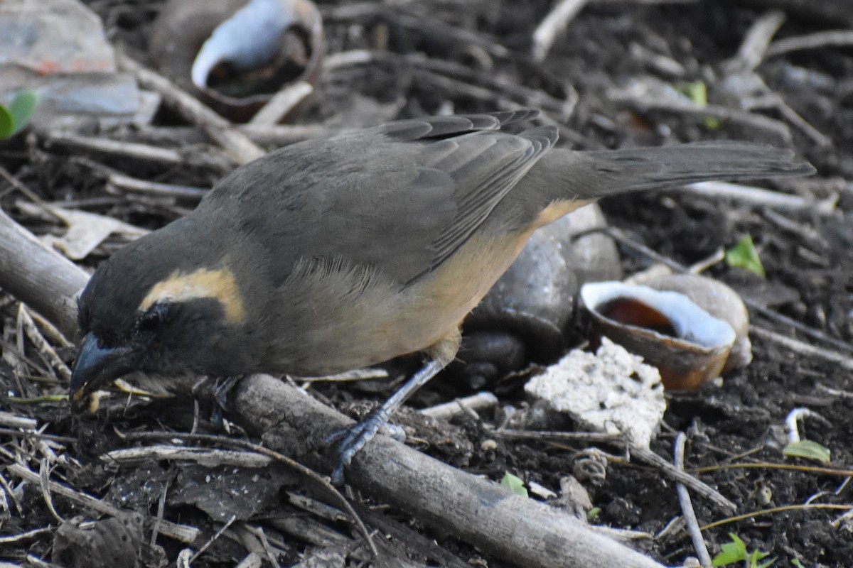 Saltator à bec orange - ML642780709