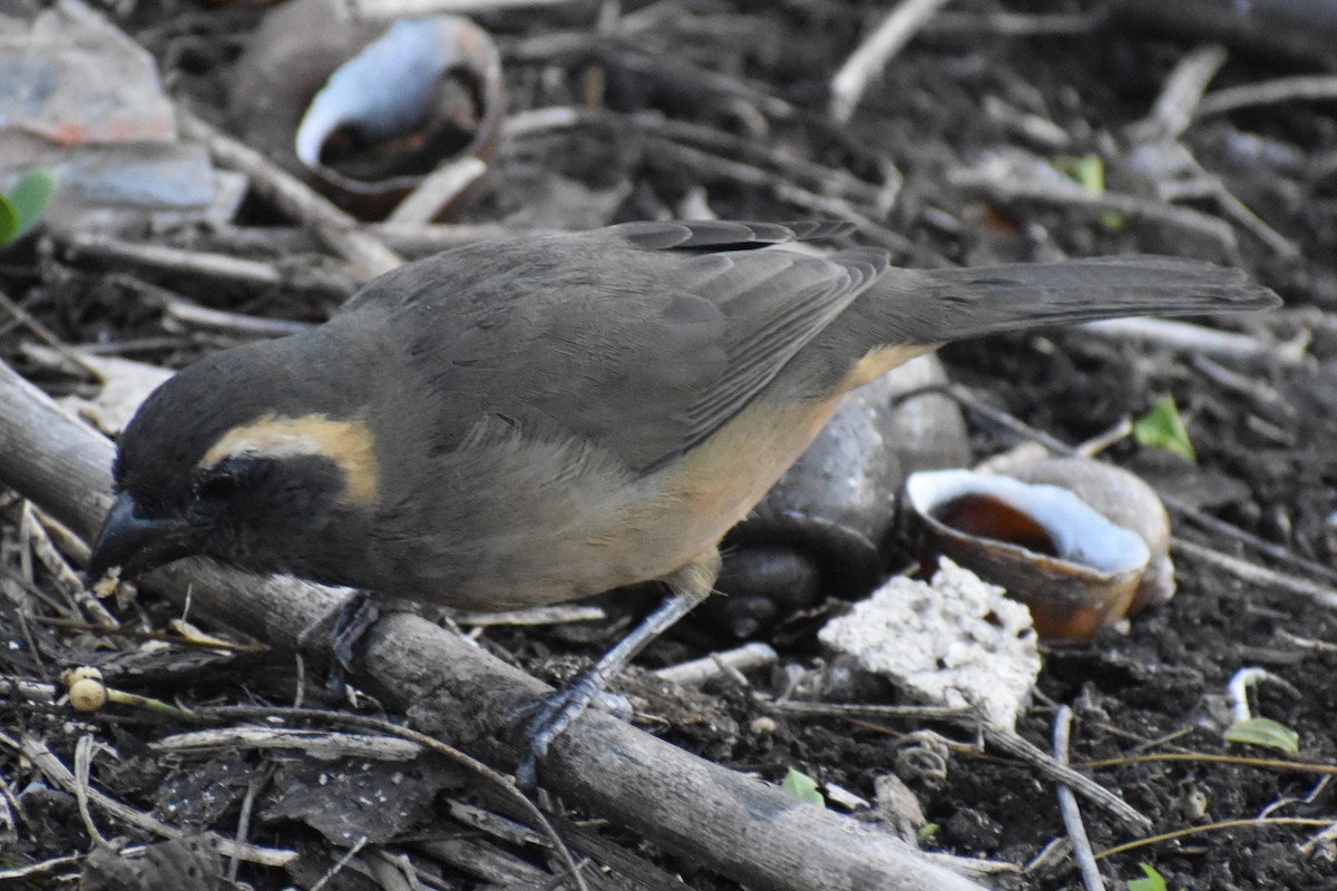 Saltator à bec orange - ML642780710