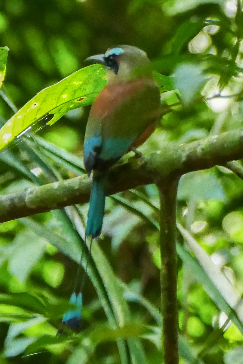 Turquoise-browed Motmot - ML642780711