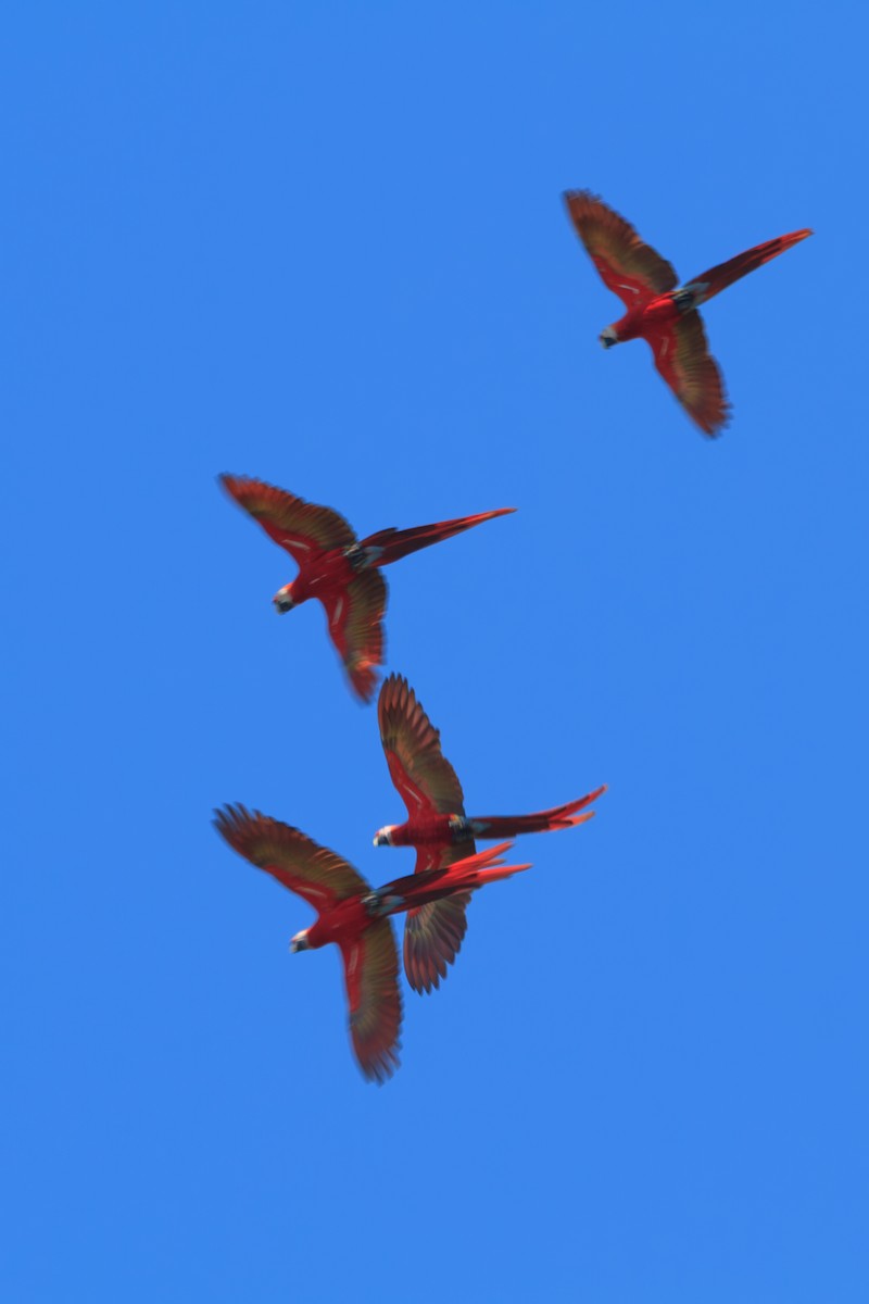 Scarlet Macaw - ML642780721