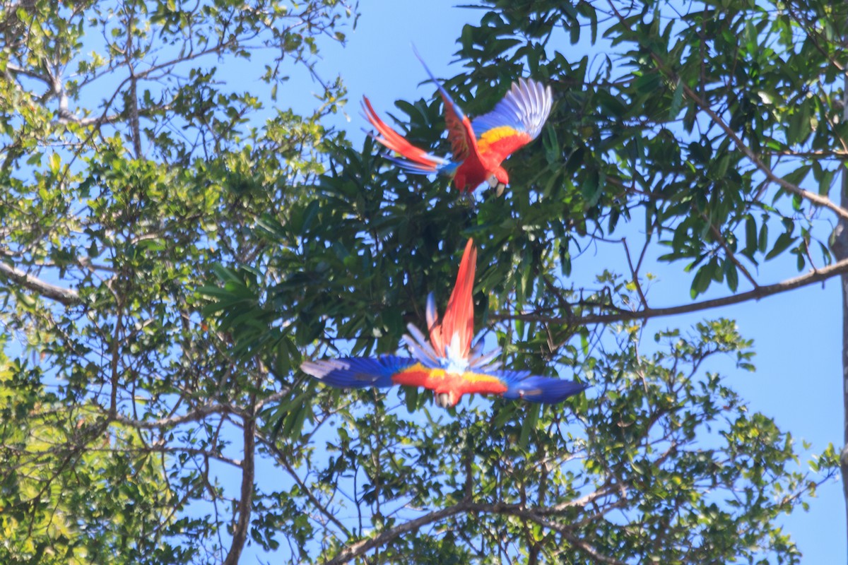 Scarlet Macaw - ML642780722