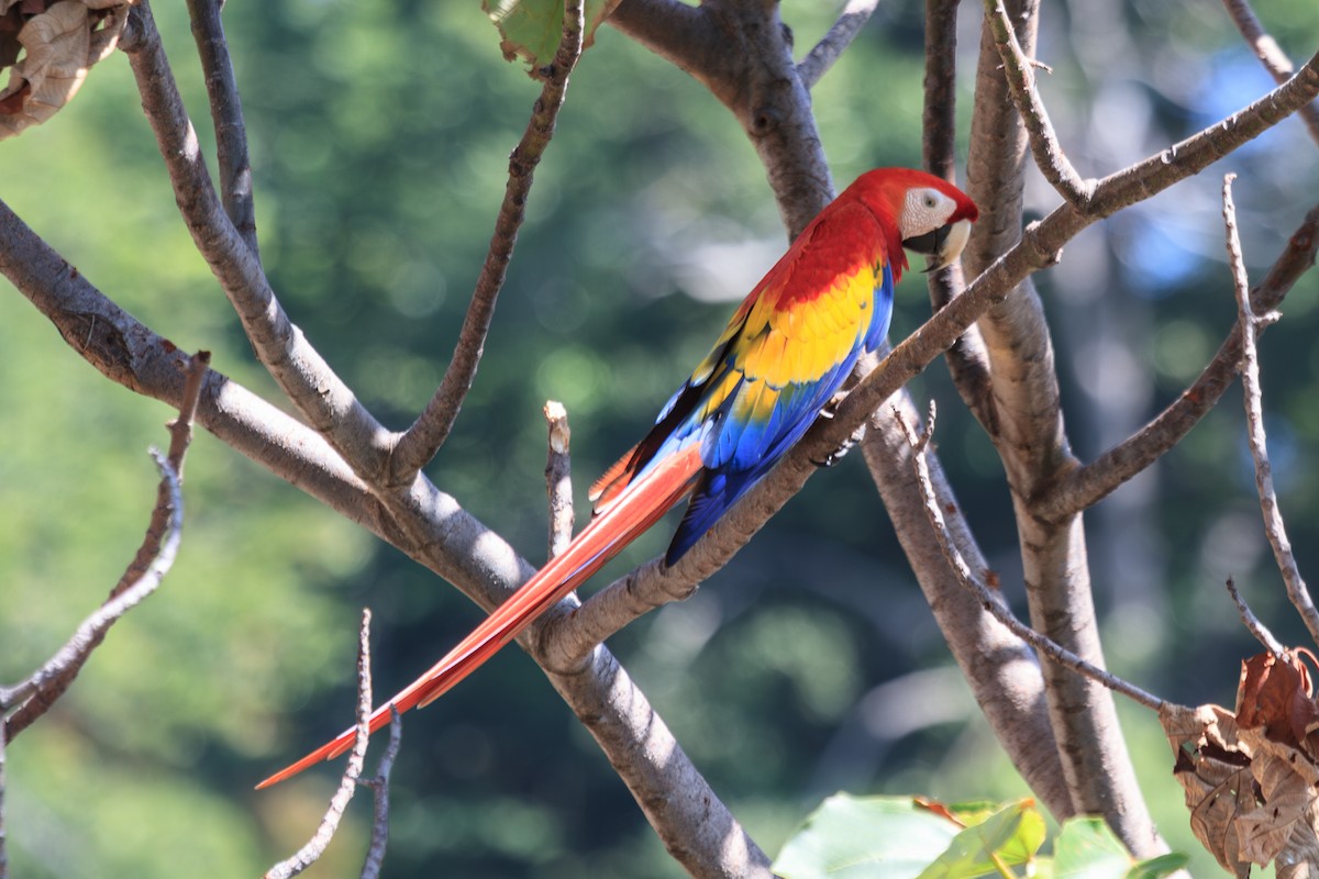 Scarlet Macaw - ML642780723