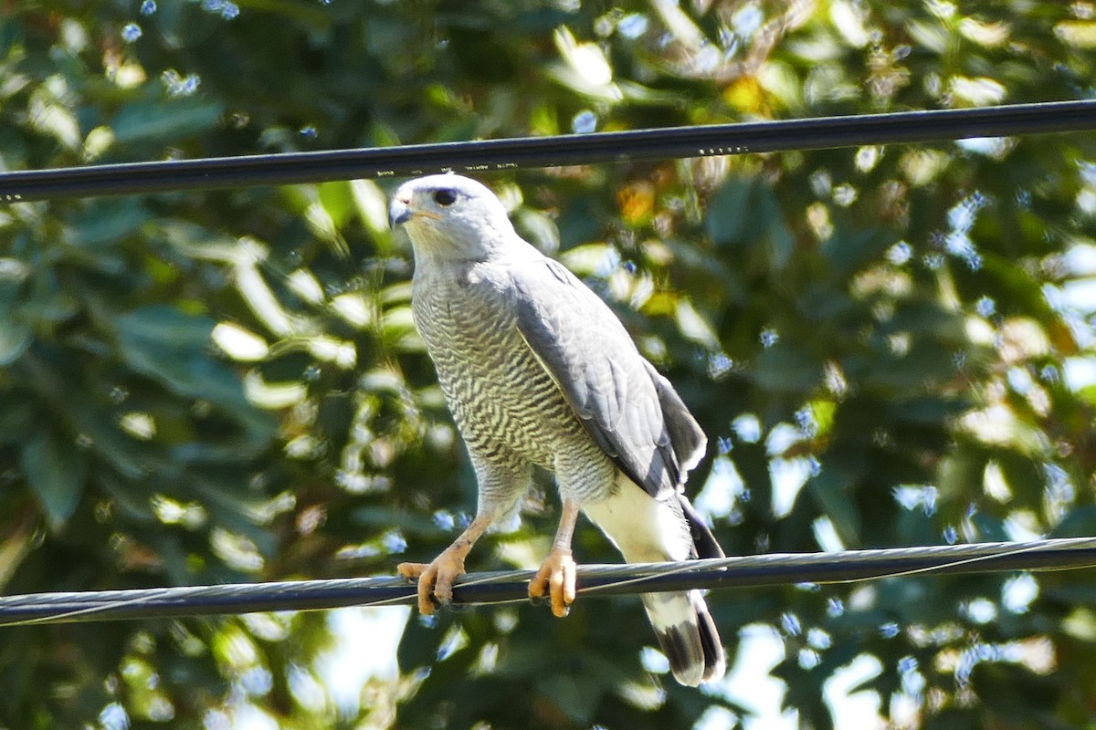 Gray Hawk - ML642780730