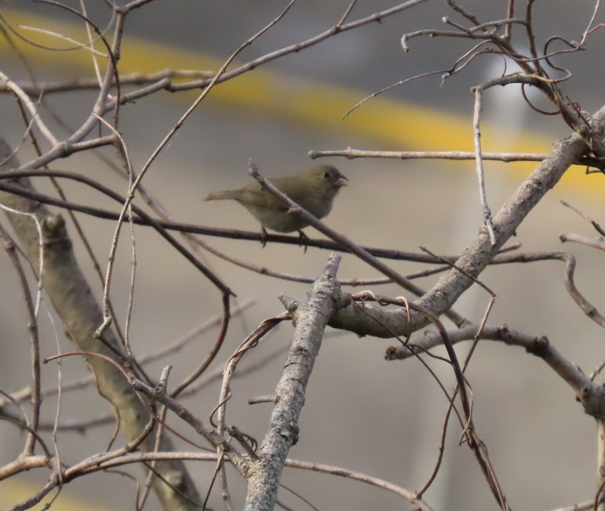 Black-faced Grassquit - ML642780731