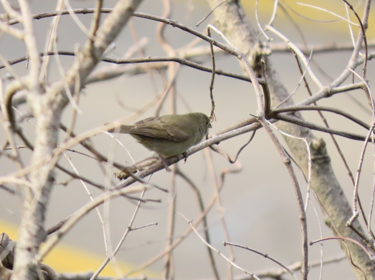 Black-faced Grassquit - ML642780732