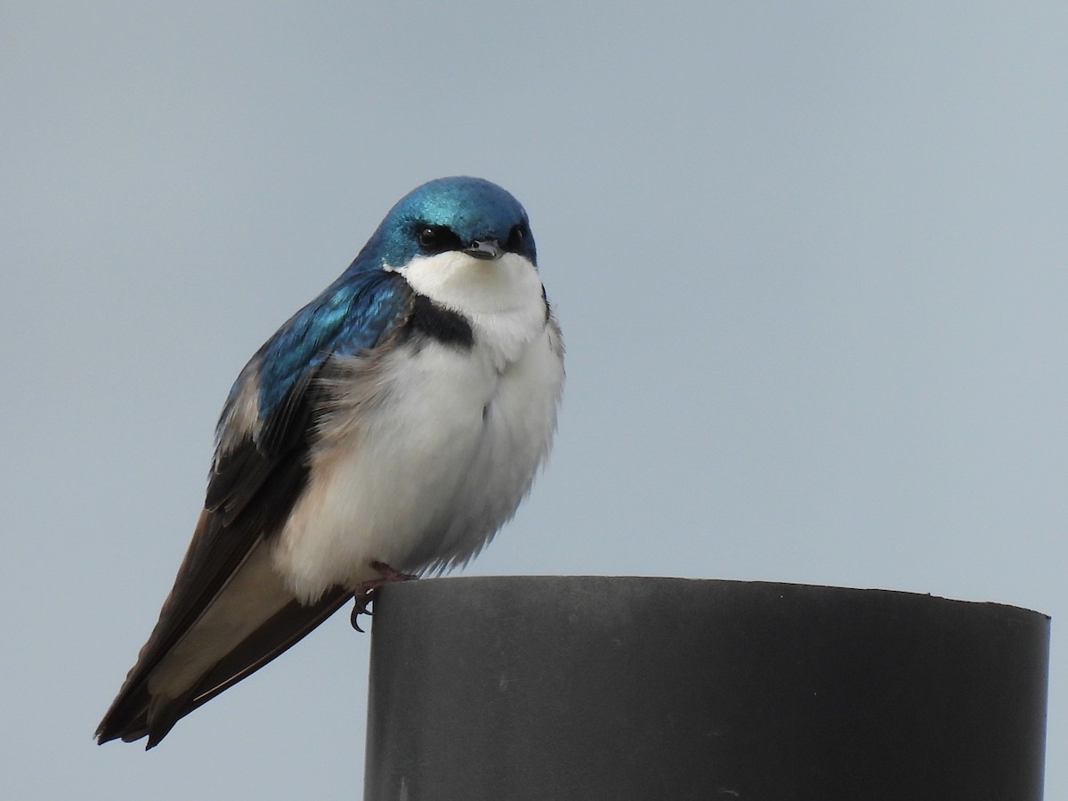 Tree Swallow - ML642780742