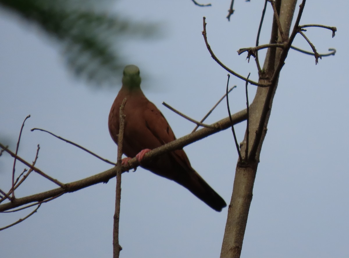 Ruddy Ground Dove - ML642780758