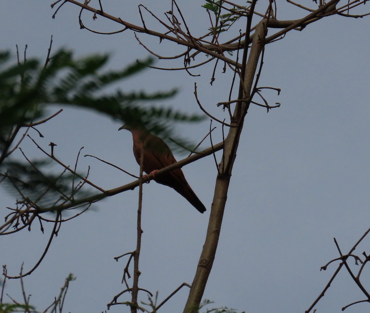 Ruddy Ground Dove - ML642780759