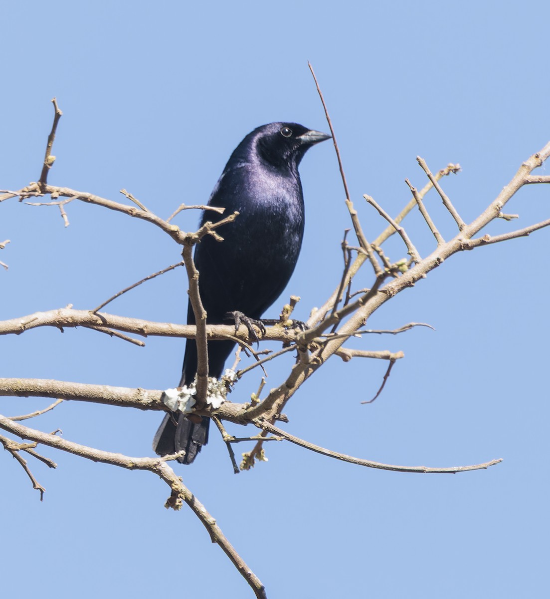 Shiny Cowbird - ML642780763
