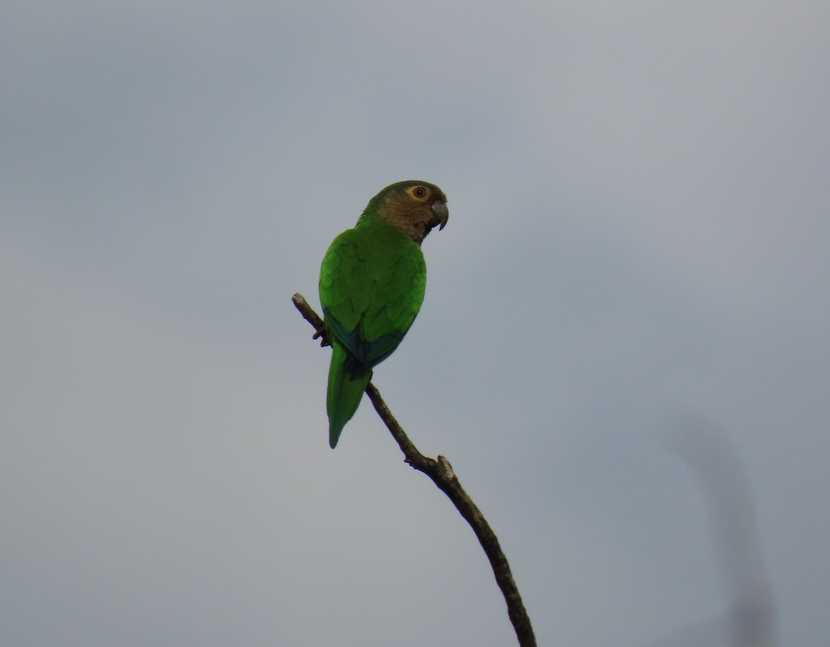Brown-throated Parakeet - ML642780772