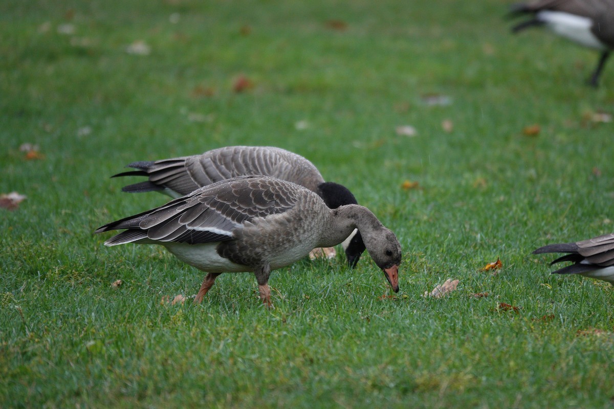 Greater White-fronted Goose - ML642780773