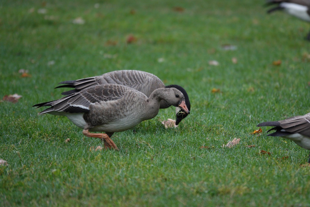 Greater White-fronted Goose - ML642780774