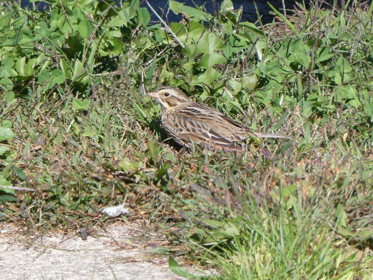 Savannah Sparrow - ML642780777
