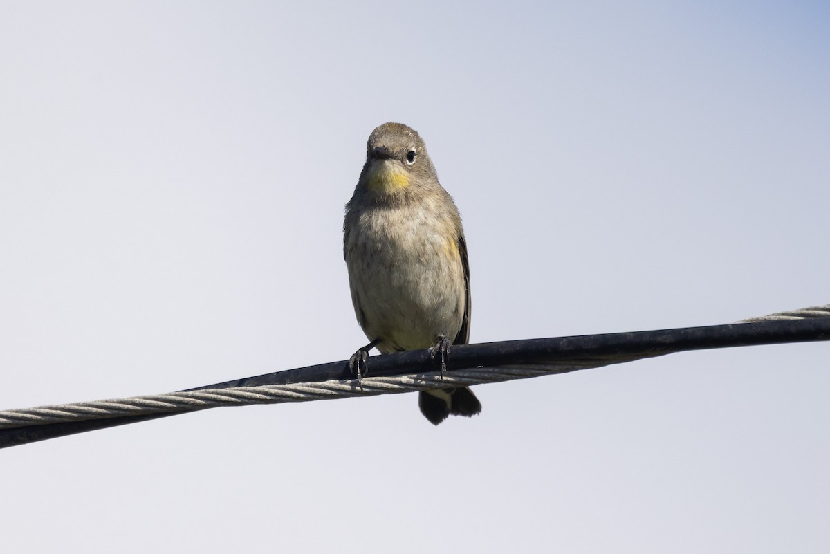 Yellow-rumped Warbler - ML642780787