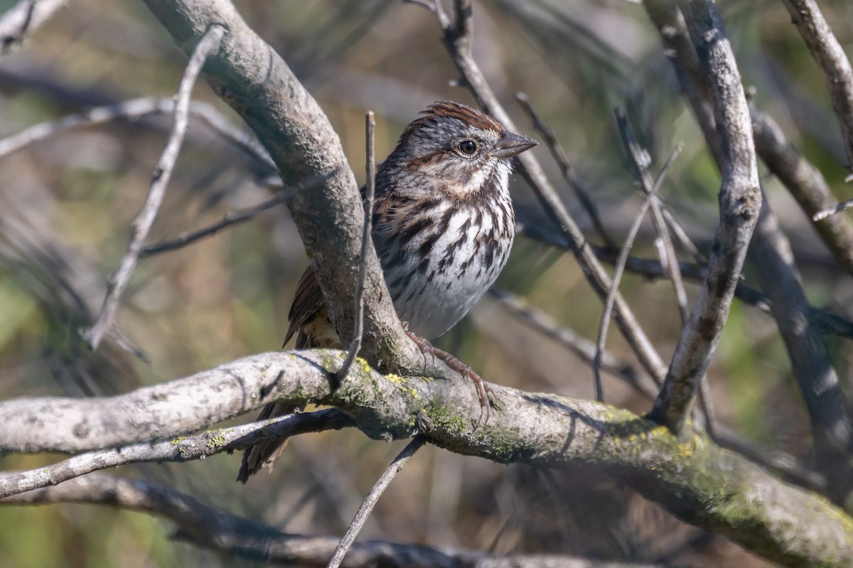 Song Sparrow - ML642780789