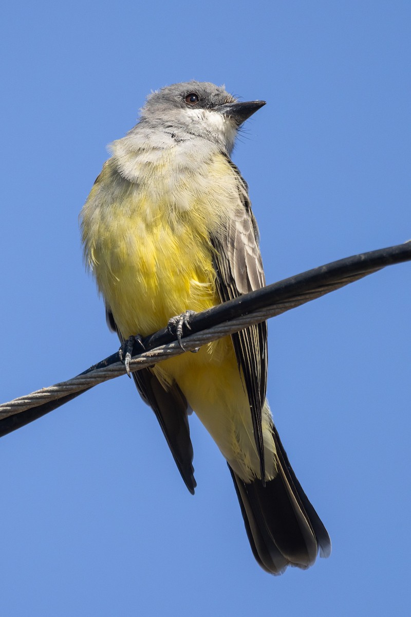 Cassin's Kingbird - ML642780803
