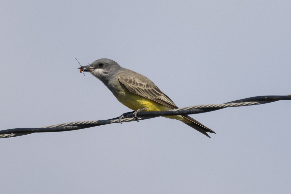 Cassin's Kingbird - ML642780806