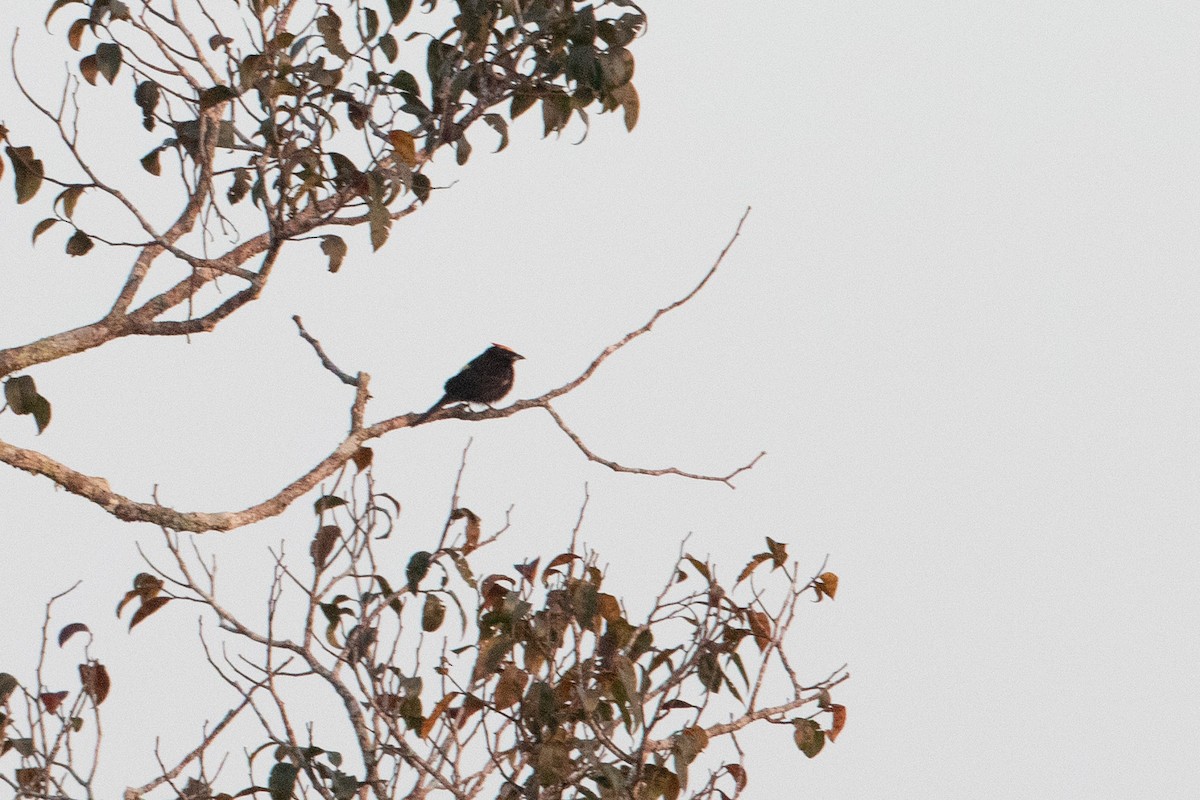 Flame-crested Tanager - ML642780812