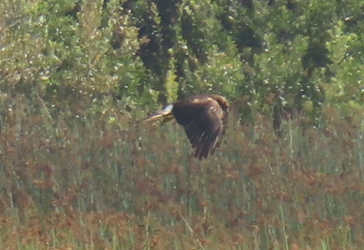 Northern Harrier - ML642780814