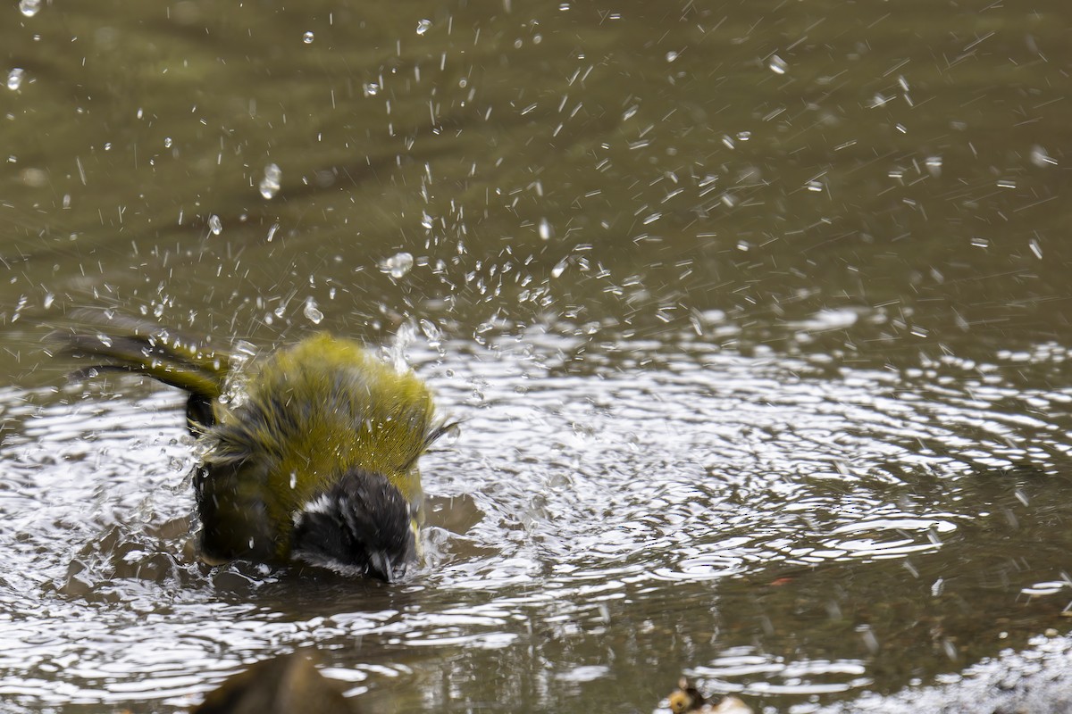 Sooty-capped Chlorospingus - ML642780815