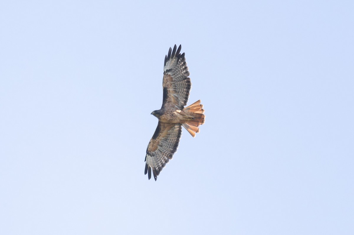 Red-tailed Hawk - ML642780817